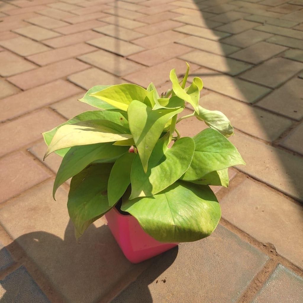 Buy Money Plant Golden in 5 Inch Classy Square Plastic Pot (any colour) Online | Urvann.com Money Plant Golden in 5 Inch Classy Square Plastic Pot (any colour)