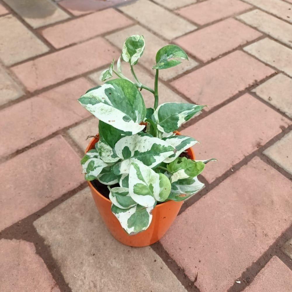 Money Plant N'joy in 5 Inch Elegant Plastic Pot (colour may vary) Money Plant N'joy in 5 Inch Elegant Plastic Pot (colour may vary)