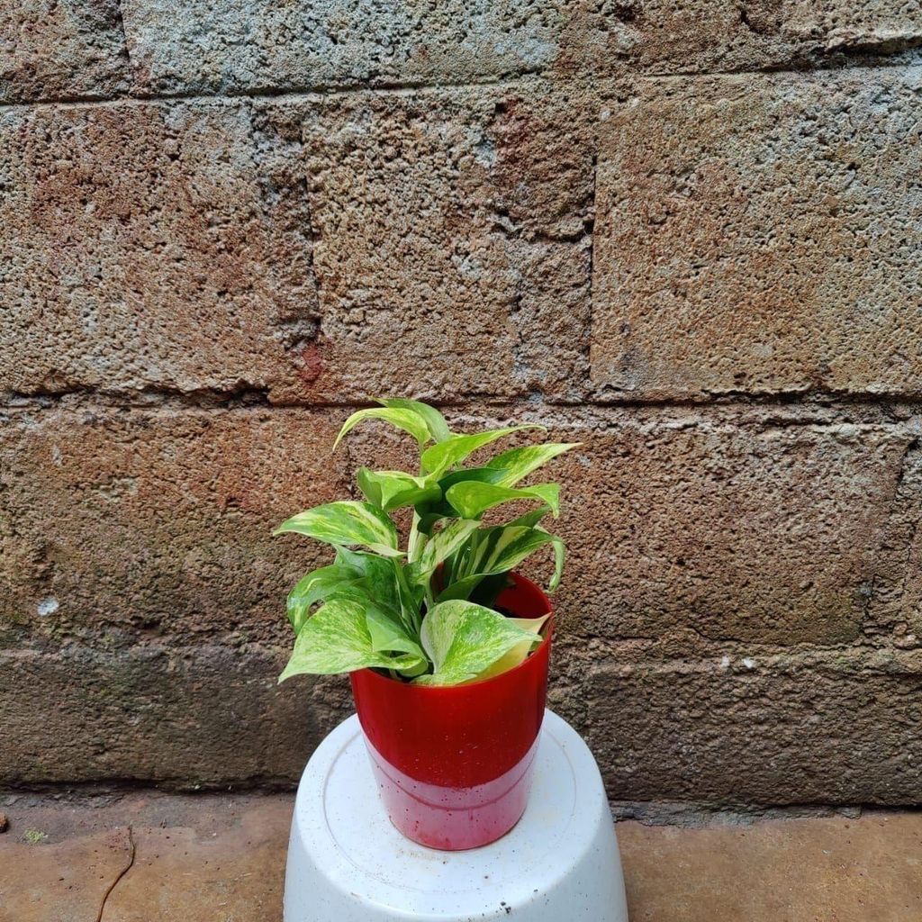 Money Plant Green in 4 Inch premium Plastic Pot (any colour)