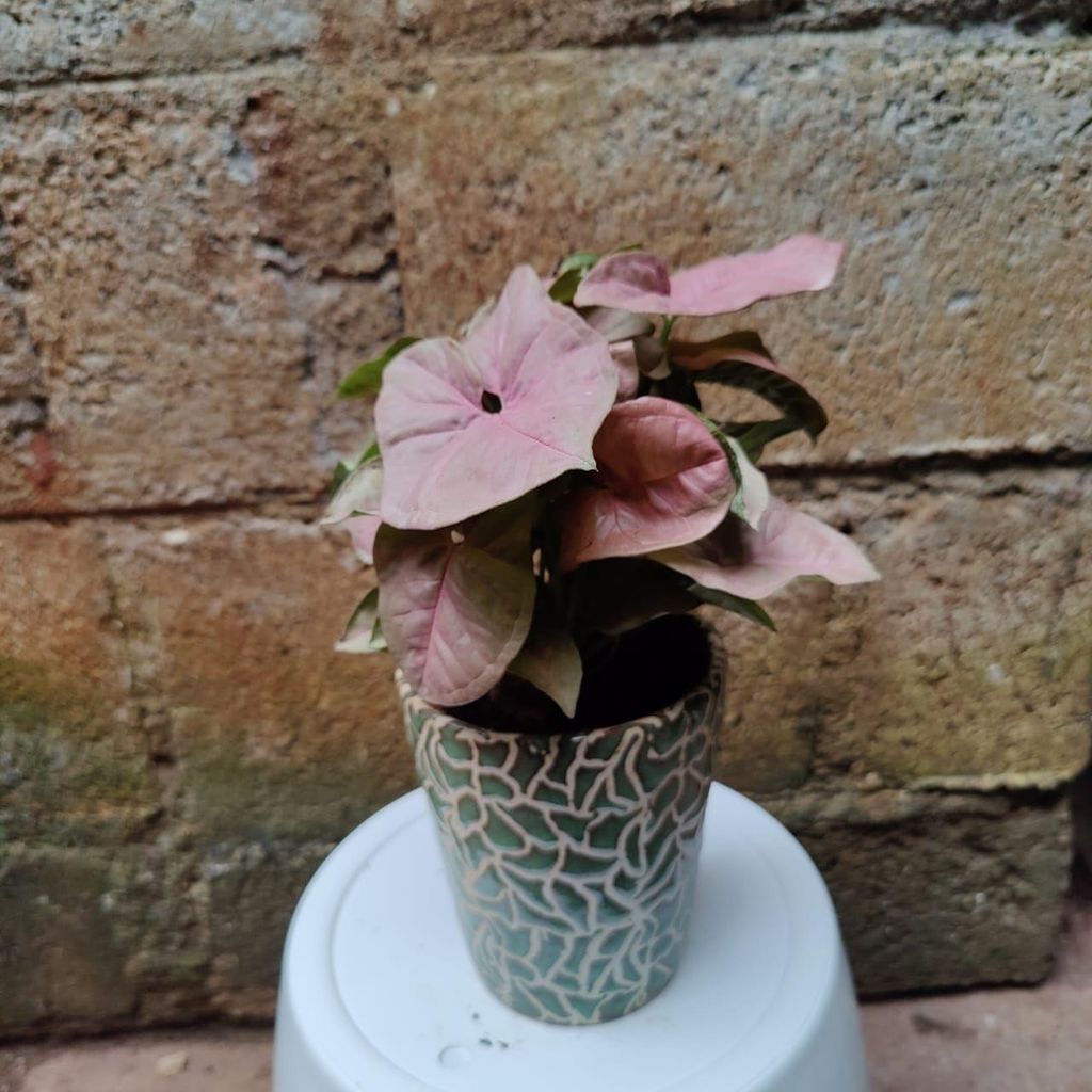 Syngonium Pink in 5 Inch Ceramic Planter