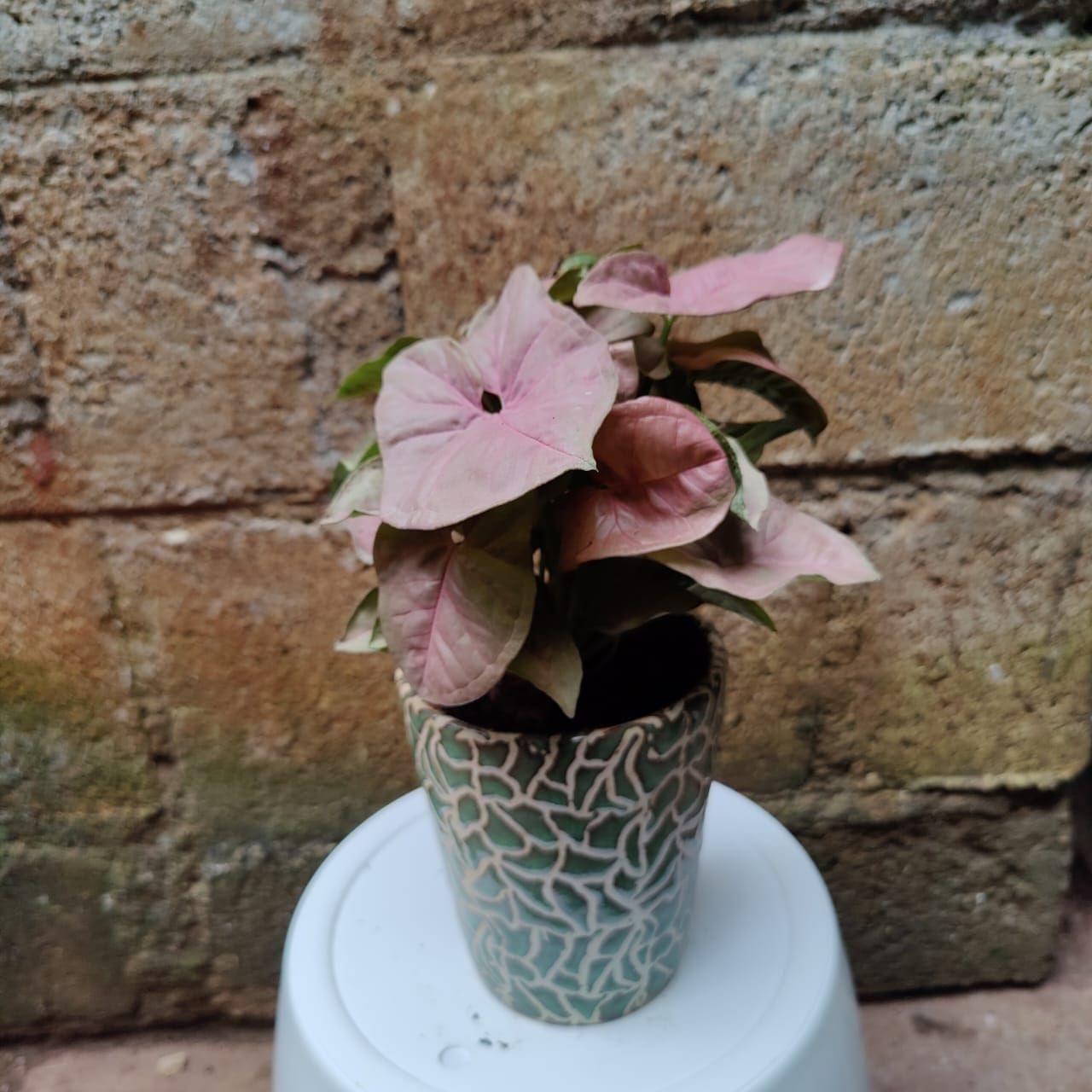 Syngonium Pink in 5 Inch Ceramic Planter