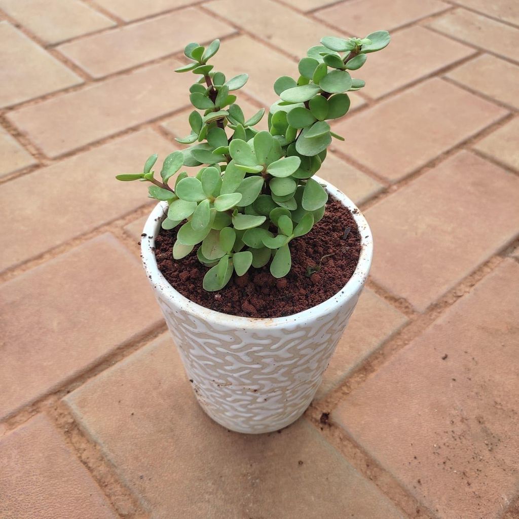 Jade in 4 Inch Glass Ceramic Pot (any design & Colour)