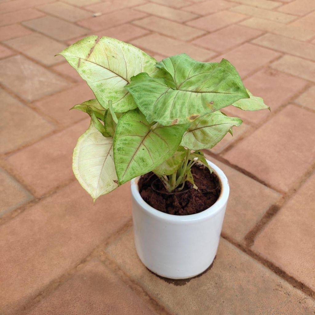 Buy Syngonium Green Large Leaves in 4 Inch Classy Cup Ceramic Pot (any colour) Online | Urvann.com Syngonium Green Large Leaves in 4 Inch Classy Cup Ceramic Pot (any colour)