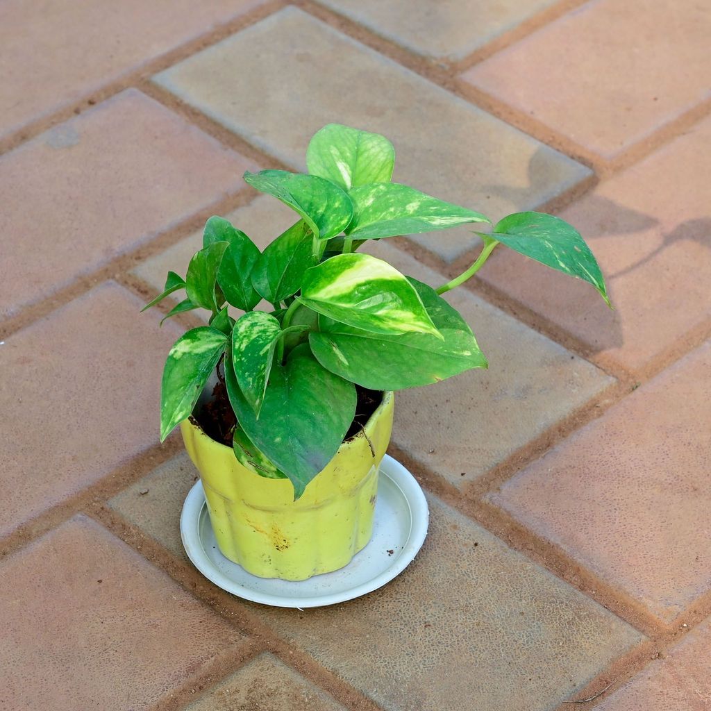 Money Plant Green in 3 Inch Yellow Collar Designer Ceramic Pot with Tray