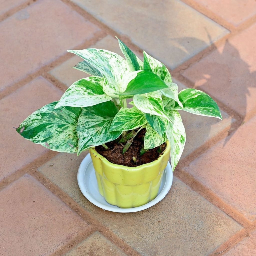 Buy Money Plant White in 3 Inch Yellow Collar Designer Ceramic Pot with Tray Online | Urvann.com Money Plant White in 3 Inch Yellow Collar Designer Ceramic Pot with Tray