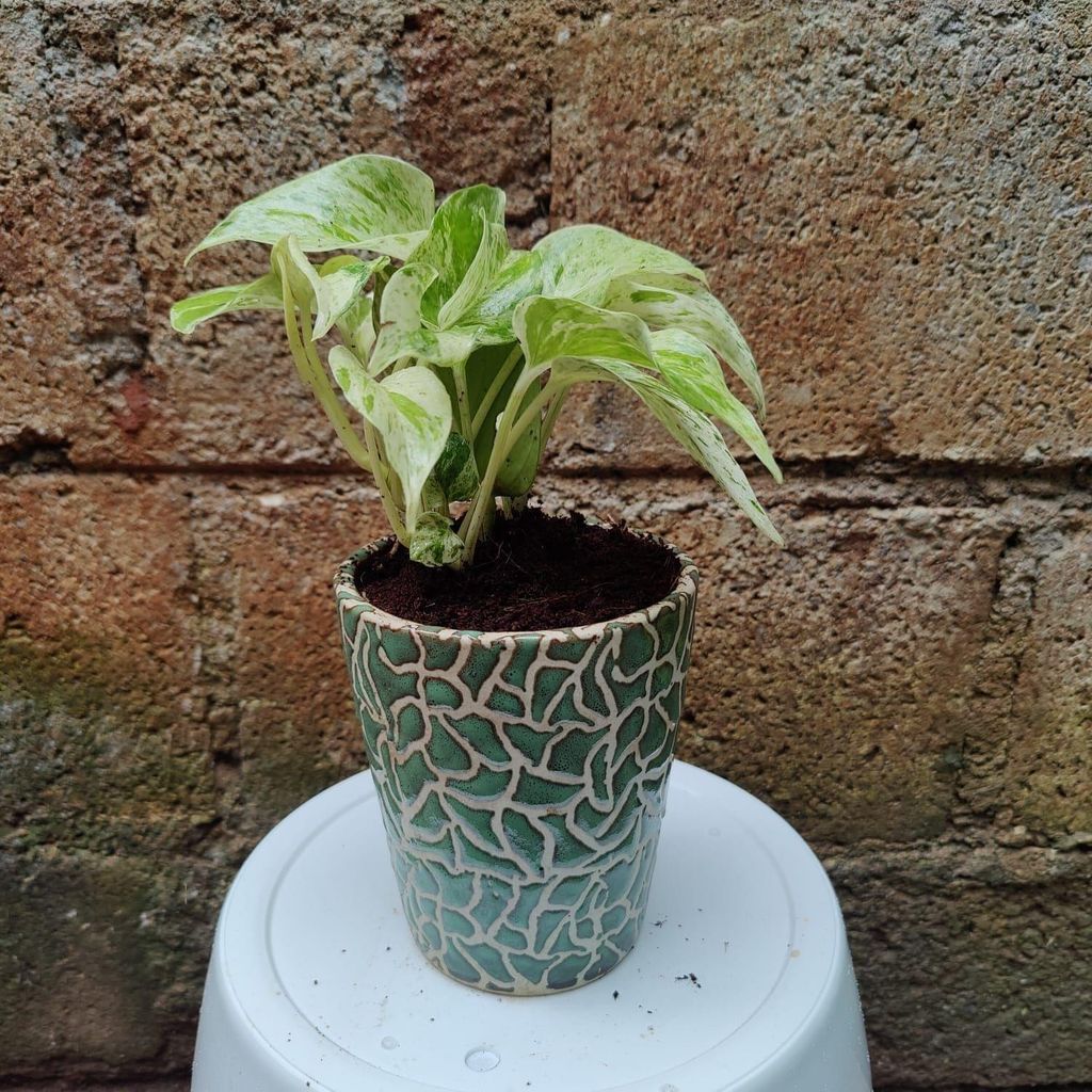 Buy Money Plant Marble in 8 Inch Ceramic Pot Online | Urvann.com Money Plant Marble in 5 Inch Ceramic Pot