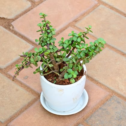 Buy Jade in 4 Inch Classy White Cup Ceramic Pot with Tray Online | Urvann.com
