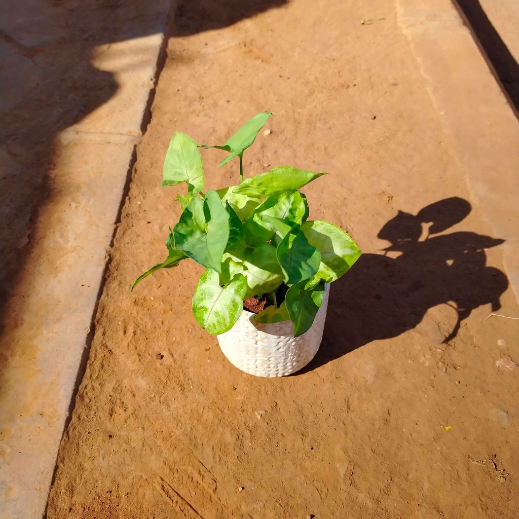 Buy Syngonium Golden in 4 Inch White Designer Ceramic Pot (any colour) Online | Urvann.com Syngonium Golden in 4 Inch White Designer Ceramic Pot (any colour)