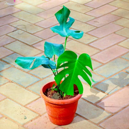 Monstera Deliciosa in 7 Inch Red Premium Orchid Round Plastic Pot