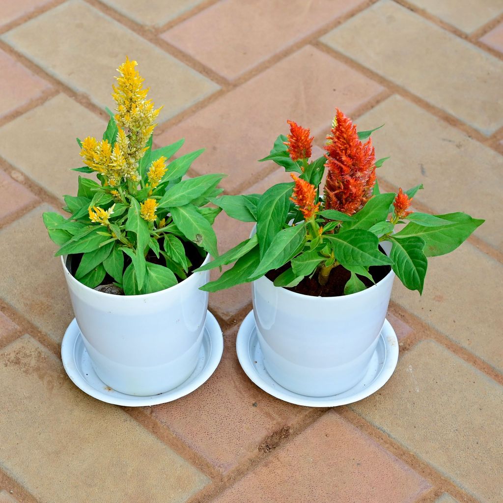 Buy Set of 2 - Cockscomb (Orange & Yellow) in 5 Inch White Premium Sphere Plastic Pot with Tray Online | Urvann.com Gift Ready - Set of 2 - Cockscomb (Orange & Yellow) in 5 Inch White Premium Sphere Plastic Pot with Tray With a Chic Bag
