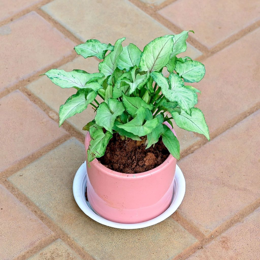 Buy Syngonium Pixie Green in 4 Inch Classy Cylindrical Ceramic Pot with Tray (any colour) Online | Urvann.com Gift Ready - Syngonium Pixie Green in 4 Inch Classy Cylindrical Ceramic Pot with Tray (any colour) With a Chic Bag