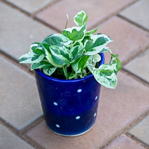 Gift Ready - Money Plant N'joy in 5 Inch Balti Designer Ceramic Pot (any colour & design) With a Chic Bag