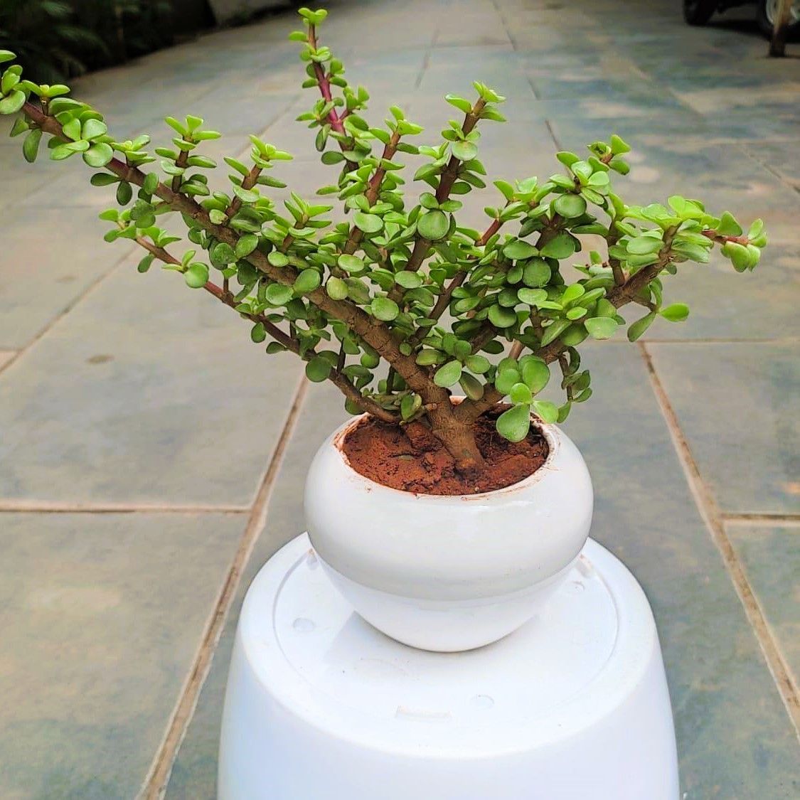 Gift Ready - Jade in 3 Inch Classy White Apple Ceramic Pot With a Chic Bag