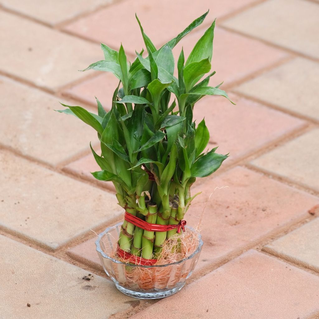 Gift Ready - 2 Layer Lucky Bamboo in Glass Bowl With a Chic Bag Gift Ready - 2 Layer Lucky Bamboo in Glass Bowl With a Chic Bag