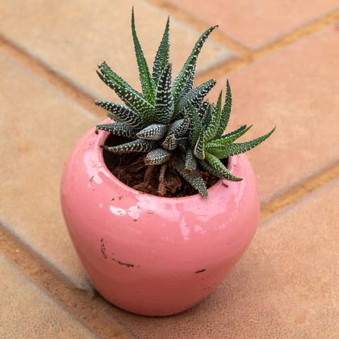 Gift Ready - Fasciated Haworthia Green in 3 Inch Pink Apple Leaf Ceramic Pot With a Chic Bag