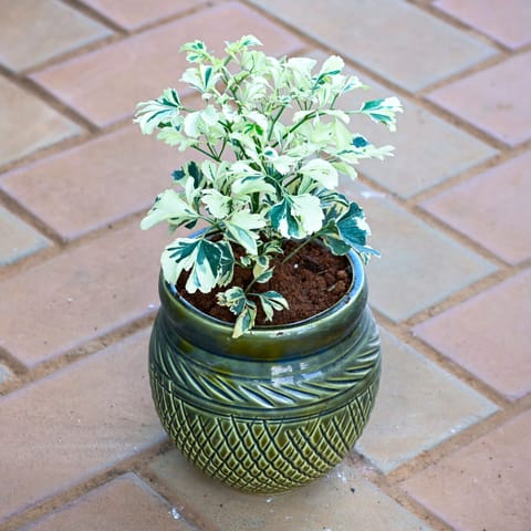 Gift Ready - Aralia Variegated White Plant in 5 Inch Olive Green Verdant Textured Ceramic Pot With a Chic Bag