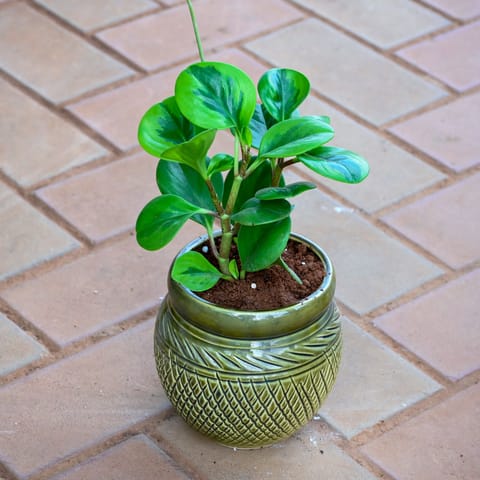 Gift Ready - Peperomia Obtusifolia Green in 5 Inch Olive Green Verdant Textured Ceramic Pot With a Chic Bag