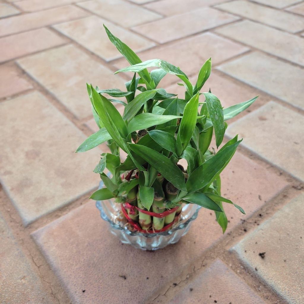 Buy Lucky Bamboo 2 Layer in 3 Inch Glass Pot Online | Urvann.com Gift Ready - Lucky Bamboo 2 Layer in 3 Inch Glass Pot With a Chic Bag