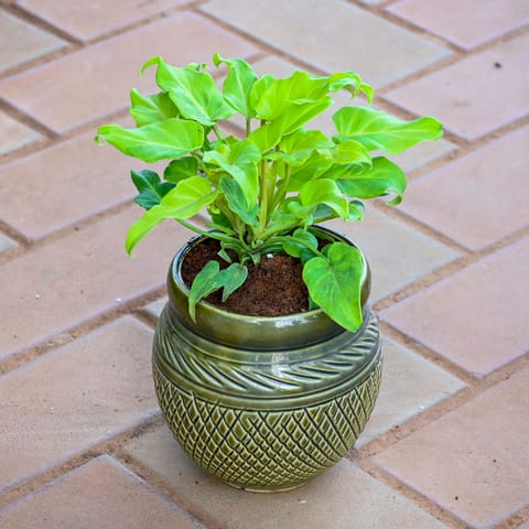 Gift Ready - Xanadu Green in 5 Inch Olive Green Verdant Textured Ceramic Pot With a Chic Bag