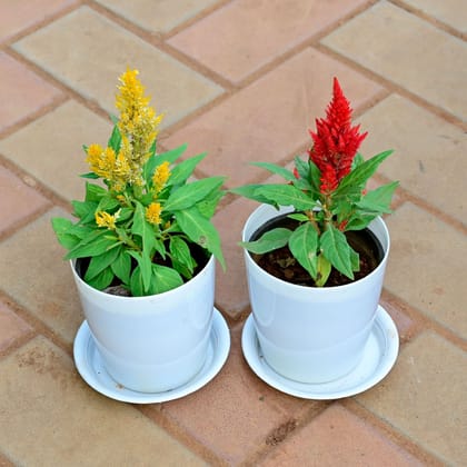 Buy Set of 2 - Cockscomb (Red & Yellow) in 5 Inch White Premium Sphere Plastic Pot with Tray Online | Urvann.com