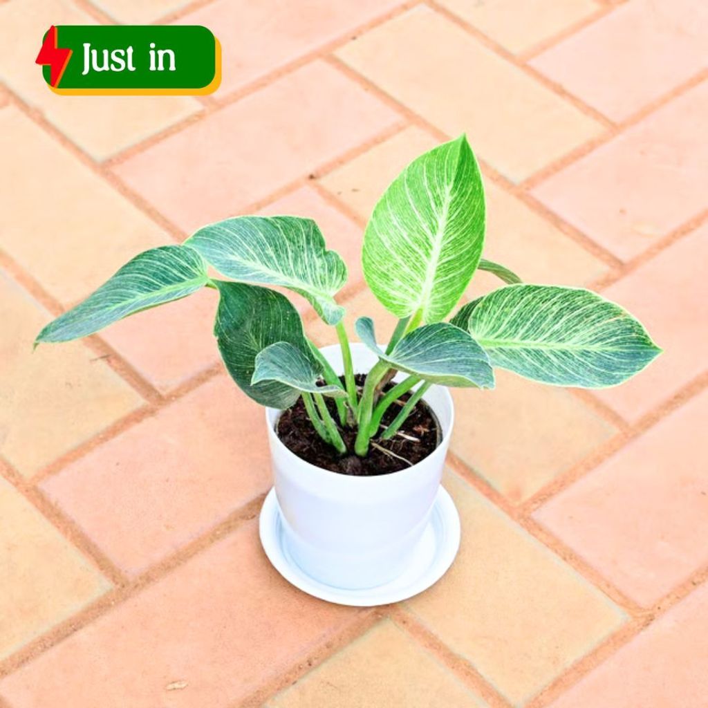 Gift Ready - Philodendron Birkin in 5 Inch White Premium Sphere Plastic Pot with Tray With a Chic Bag