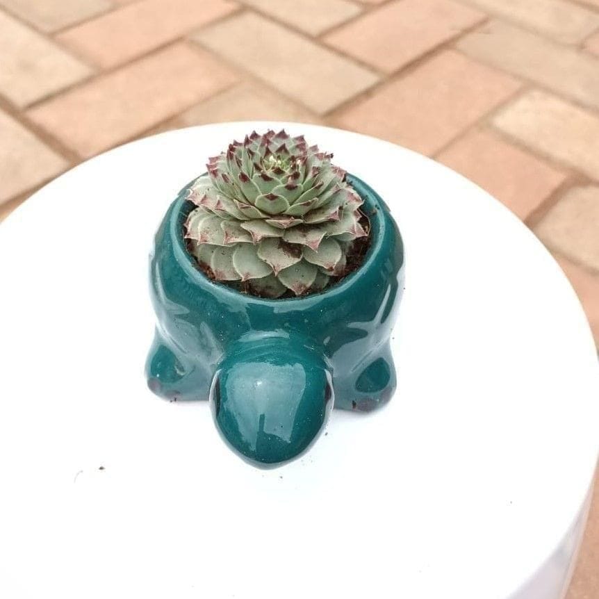 Gift Ready - Kamal Succulent in 2 Inch Tortoise Ceramic Pot (any colour) With a Chic Bag