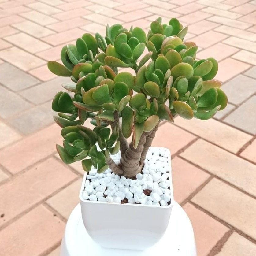 Gift Ready - Crassula Bonsai in 5 Inch Premium Plastic Pot with Decorative Pebbles With a Chic Bag