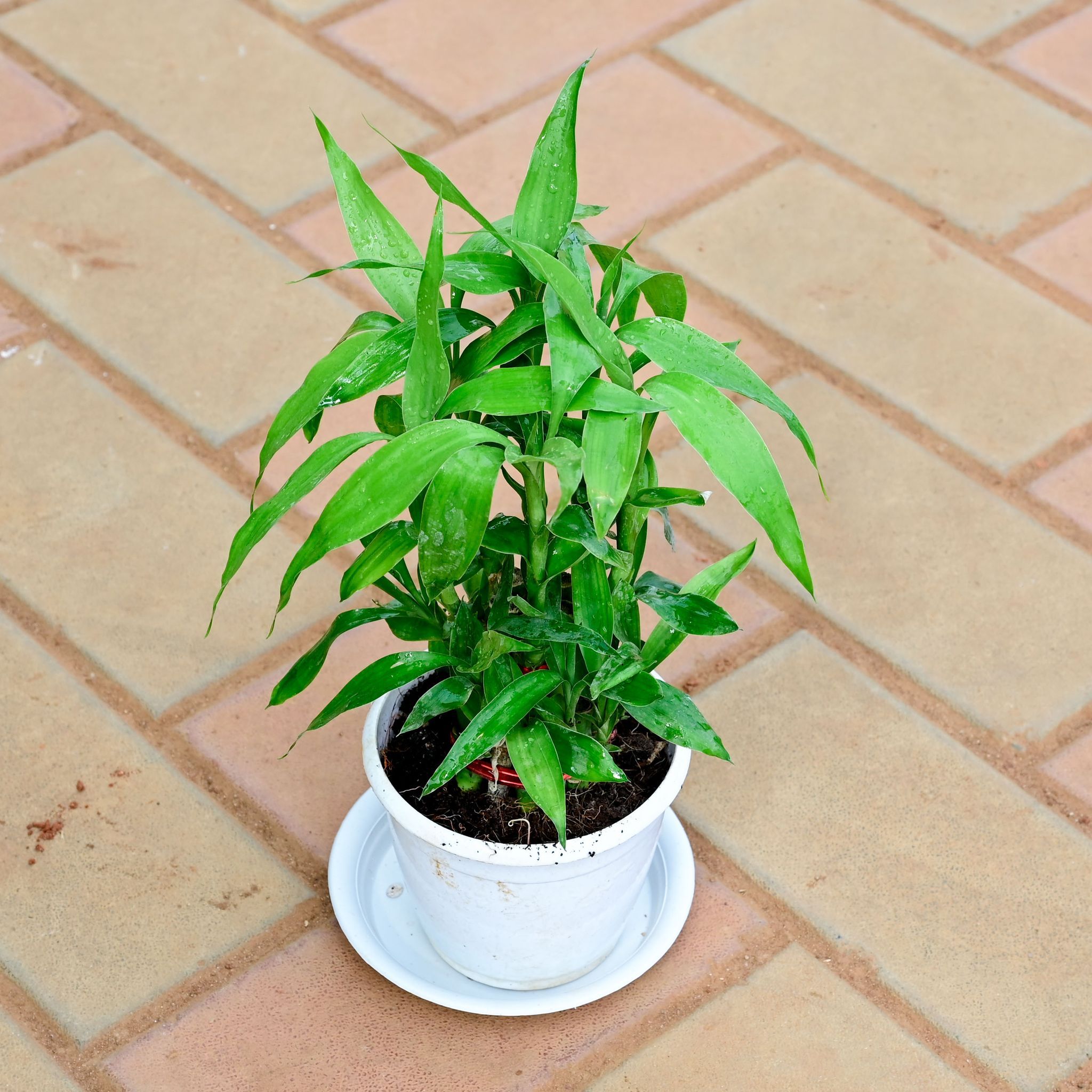 Gift Ready - 2 Layer Lucky Bamboo Green in 4 Inch White Premium Sphere Designer Plastic Pot with Tray With a Chic Bag