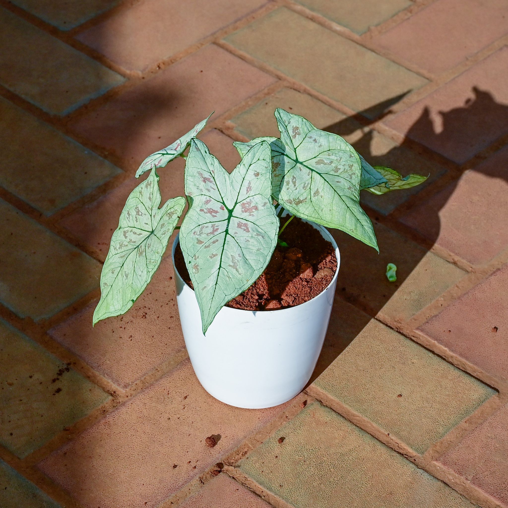 Gift Ready - Alocasia Silver Dragon in 5 Inch White Premium Sphere Plastic Pot - Best Exotic Indoor Plant With a Chic Bag