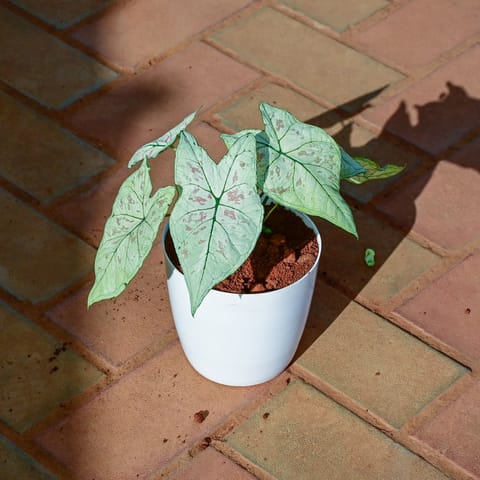 Gift Ready - Alocasia Silver Dragon in 5 Inch White Premium Sphere Plastic Pot - Best Exotic Indoor Plant With a Chic Bag