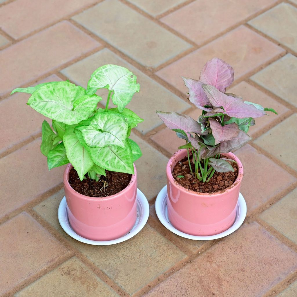 Gift Ready - Set of 2 - Syngonium (Pink & Green) in 4 Inch Classy Cylindrical Ceramic Pot with Tray (any colour) With a Chic Bag