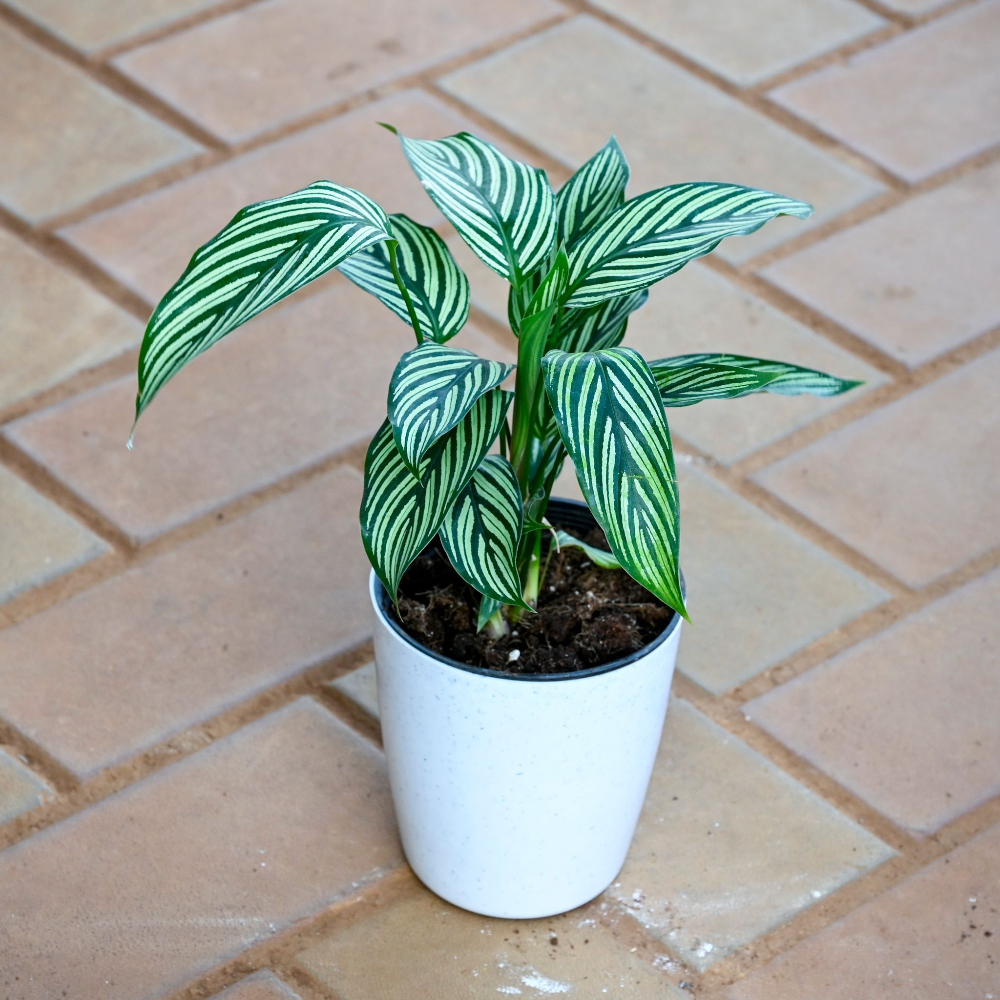 Gift Ready - Calathea Vittata in 5 Inch White Sphere Plastic Pot With a Chic Bag