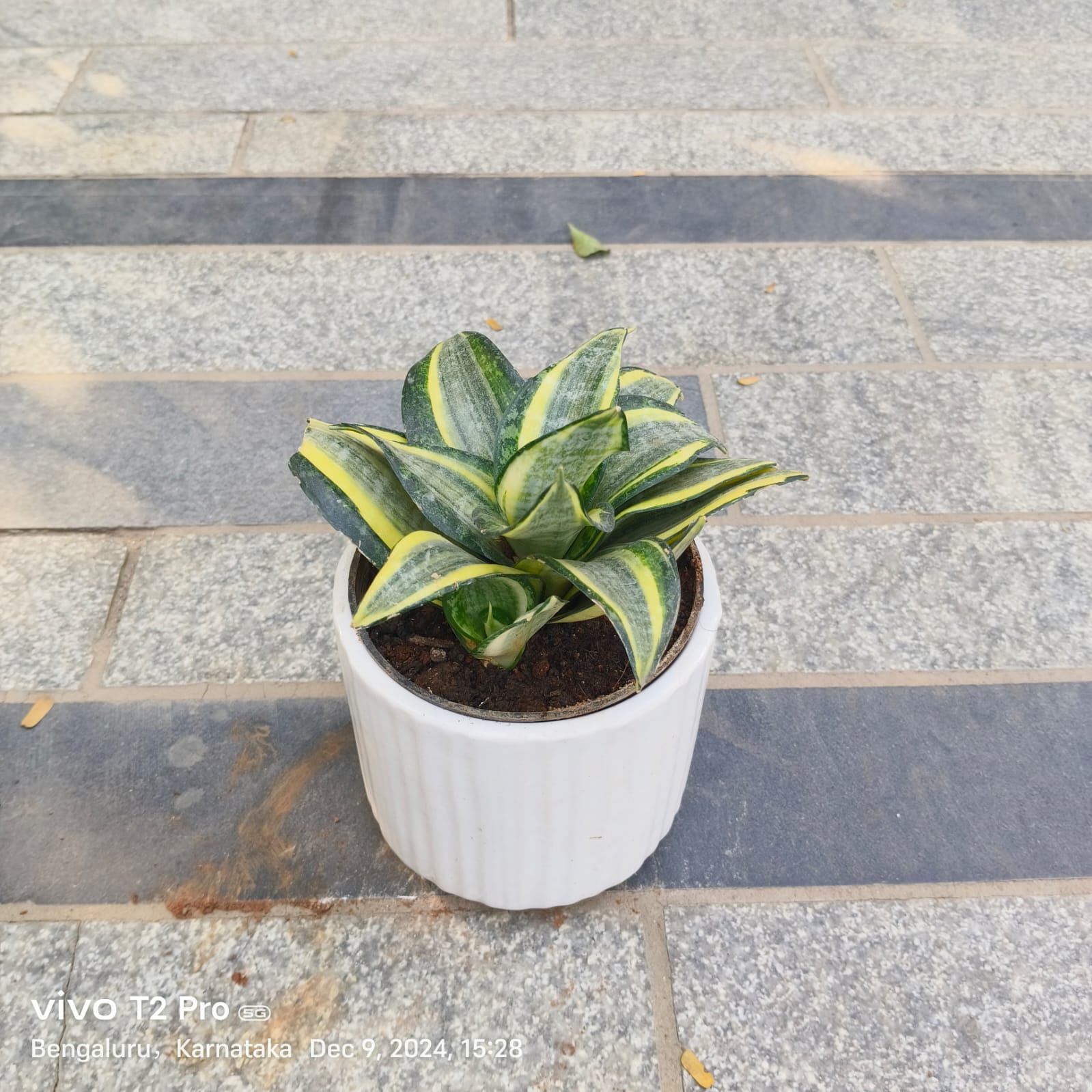 Snake Yellow Variegated in 5 Inch White Cylindrical Designer Ceramic Pot