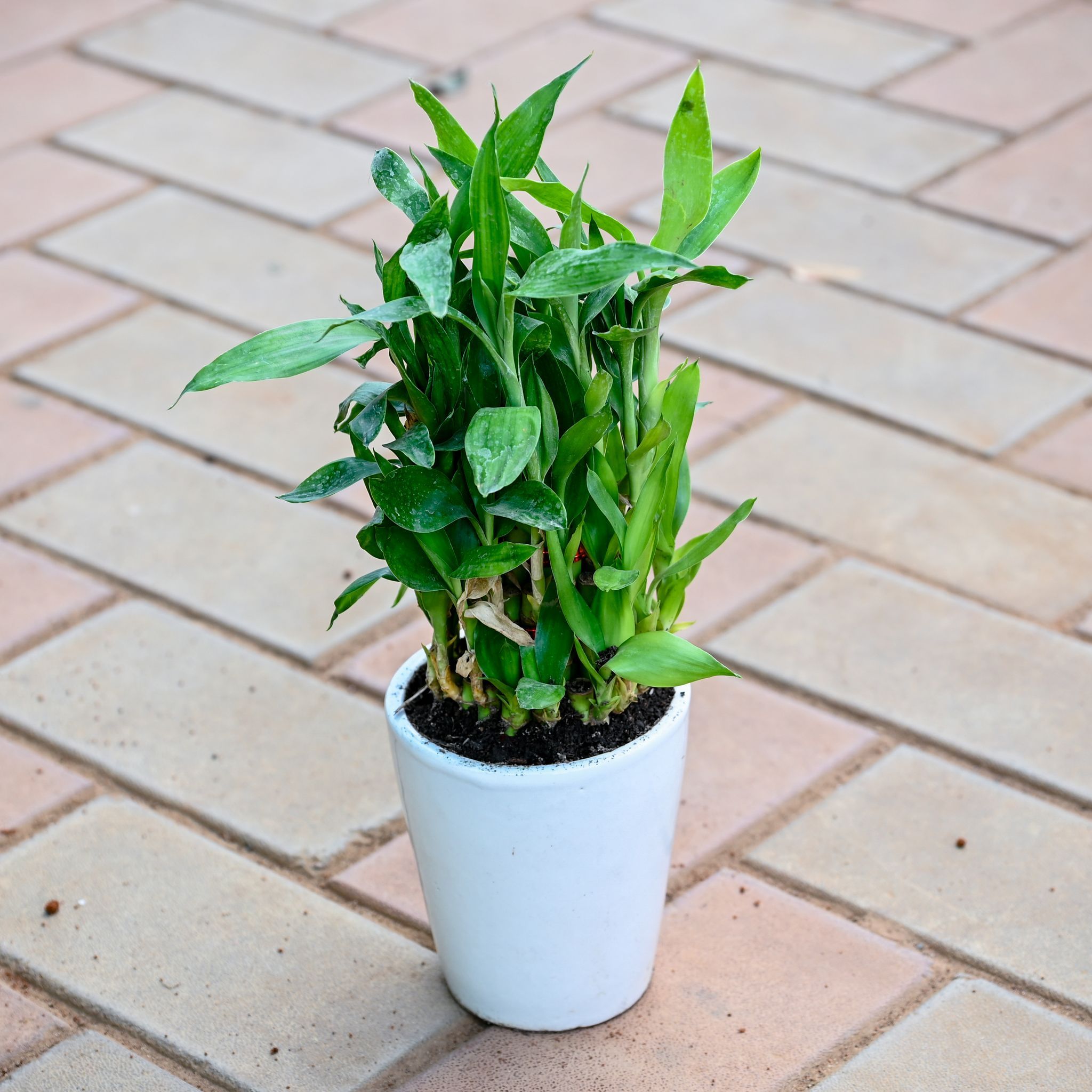 Gift Ready - Lucky Bamboo Soil in 5 Inch Classy White Balti Ceramic Pot With a Chic Bag