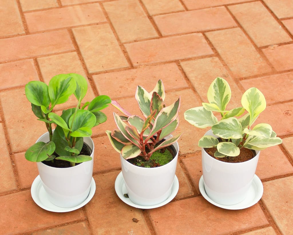 Gift Ready - Set of 3 - Peperomia / Radiator Plant( Green, Pink, White-Green) in 5 Inch White Sphere Premium Pot With Tray With a Chic Bag