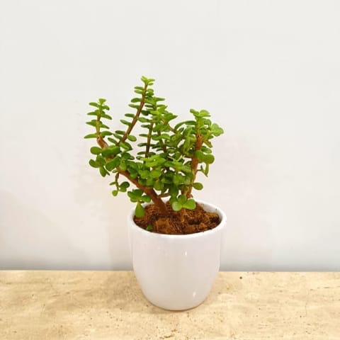 Gift Ready - Jade in Classy Ceramics - 50 Pcs. With a Chic Bag