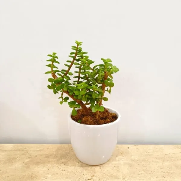 Gift Ready - Jade in Classy Ceramics - 50 Pcs.
