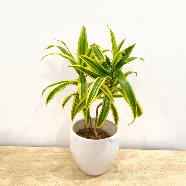 Gift Ready - Song of India in Classy Ceramics - 50 Pcs. With a Chic Bag