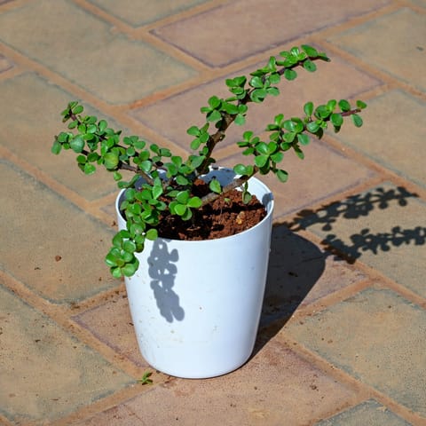 Jade Plant in 5 Inch White Premium Sphere Plastic Pot