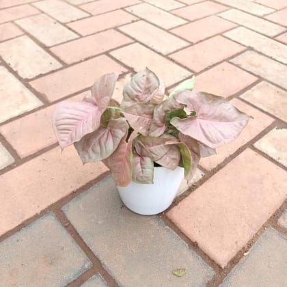 Gift Ready - Syngonium Pink in 5 Inch Elegant Plastic Pot (colour may vary) With a Chic Bag