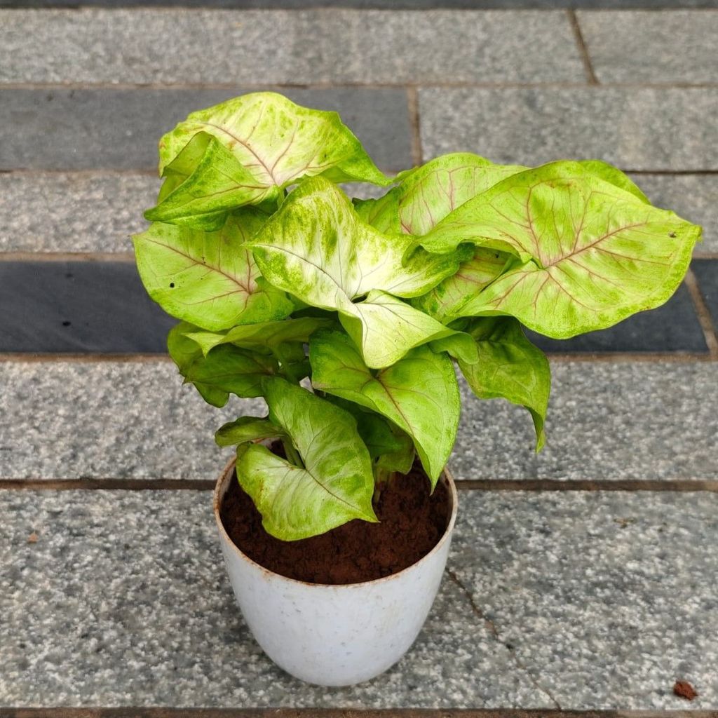 Buy Syngonium Golden in 4 Inch White Premium Orchid Round Plastic Pot Online | Urvann.com Gift Ready - Syngonium Golden in 4 Inch White Premium Orchid Round Plastic Pot With a Chic Bag