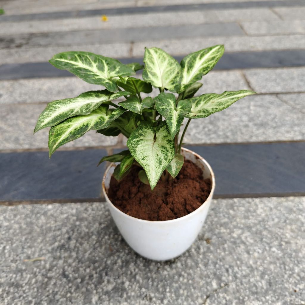 Buy Syngonium Green White in 4 Inch White Premium Orchid Round Plastic Pot Online | Urvann.com Gift Ready - Syngonium Green White in 4 Inch White Premium Orchid Round Plastic Pot With a Chic Bag