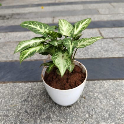 Buy Syngonium Green White in 4 Inch White Premium Orchid Round Plastic Pot Online | Urvann.com