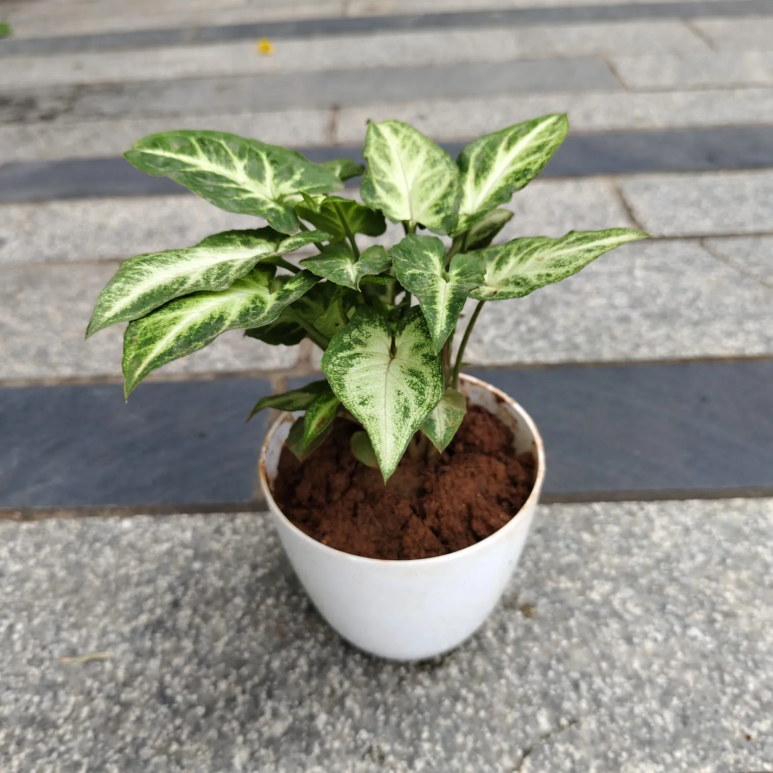 Gift Ready - Syngonium Green White in 4 Inch White Premium Orchid Round Plastic Pot With a Chic Bag