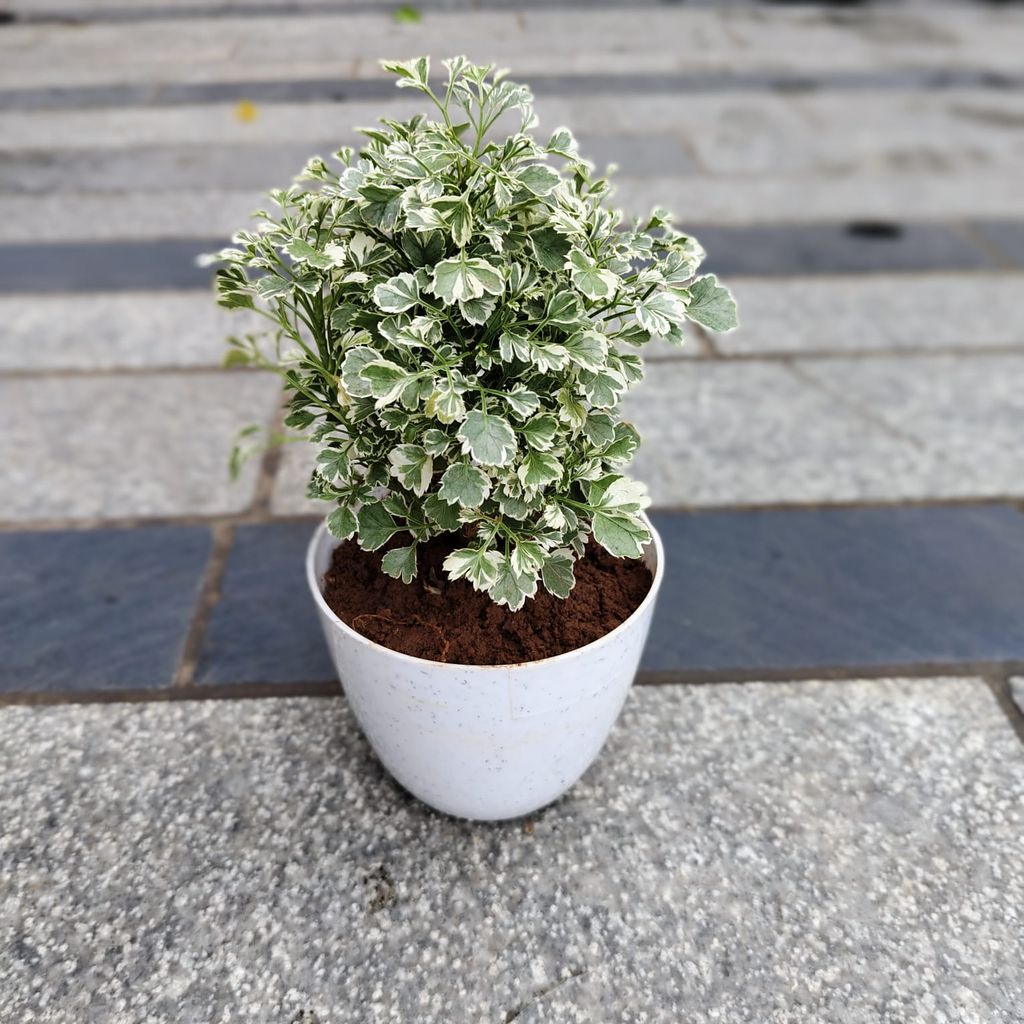 Buy Aralia Variegated in 4 Inch White Premium Orchid Round Plastic Pot Online | Urvann.com Gift Ready - Aralia Variegated in 4 Inch White Premium Orchid Round Plastic Pot With a Chic Bag