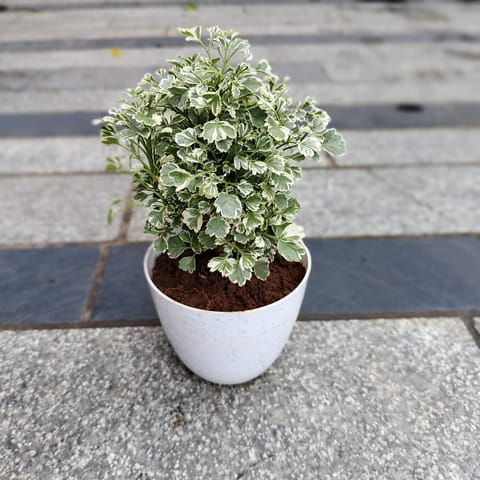 Gift Ready - Aralia Variegated in 4 Inch White Premium Orchid Round Plastic Pot With a Chic Bag