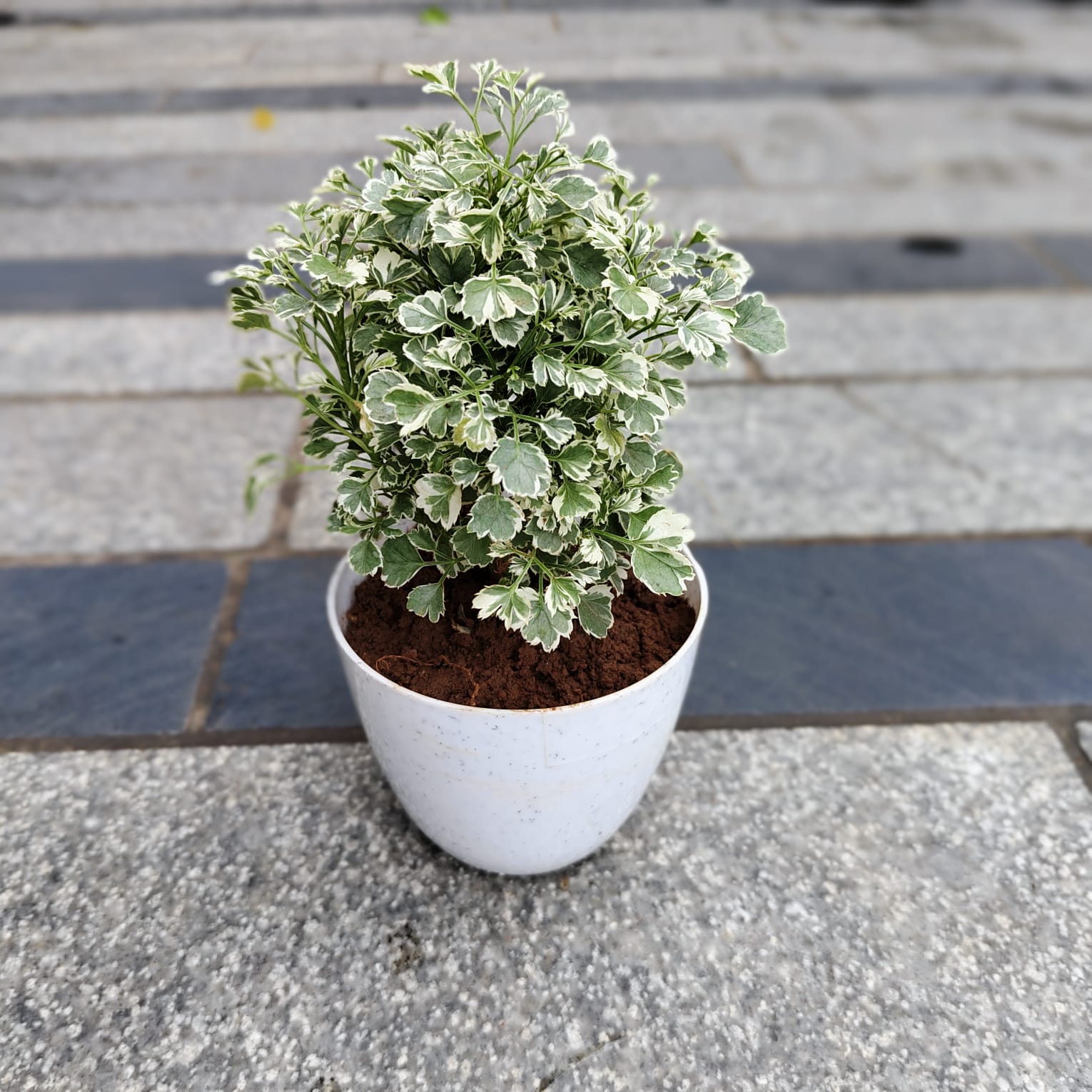 Gift Ready - Aralia Variegated in 4 Inch White Premium Orchid Round Plastic Pot With a Chic Bag