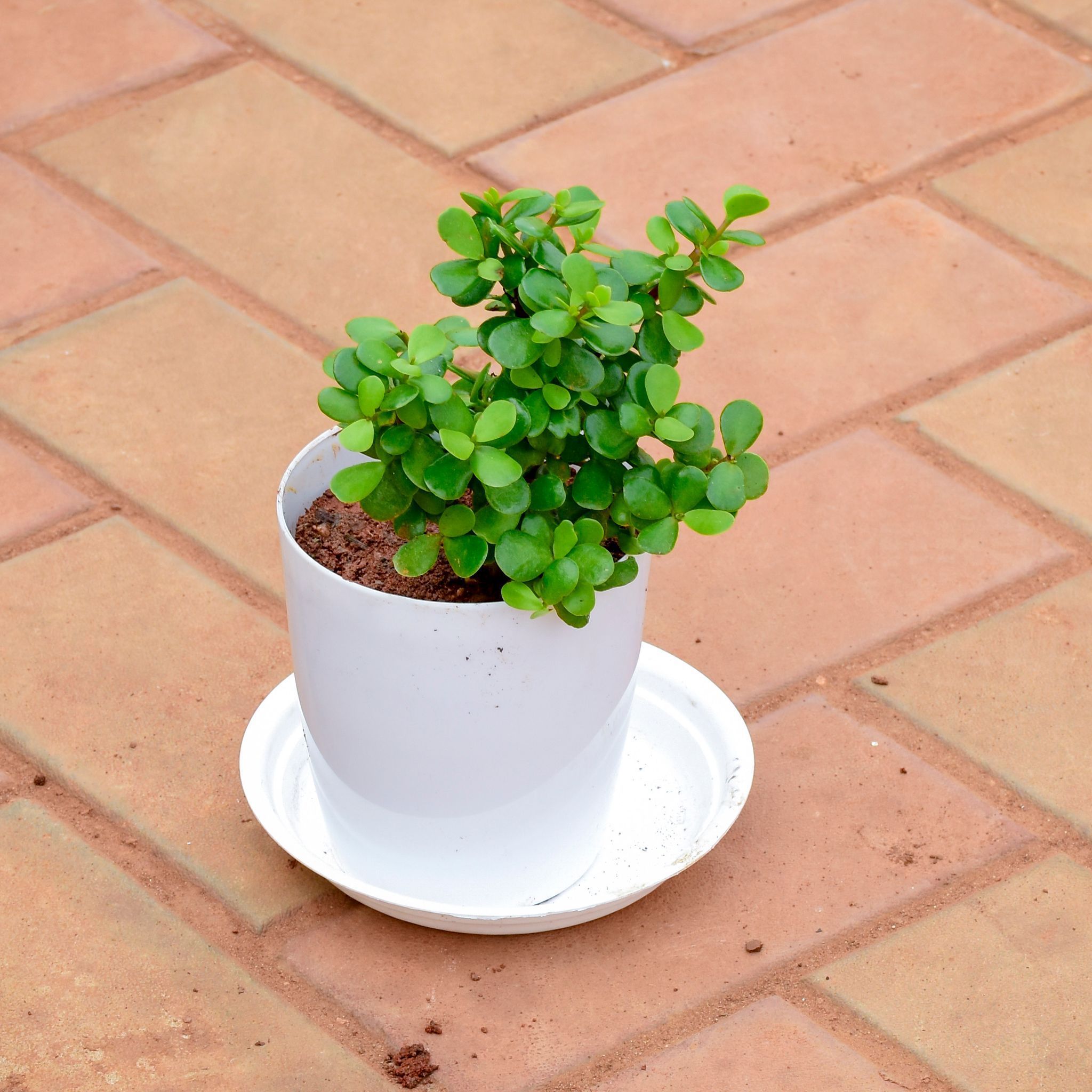 Gift Ready - Jade in 5 Inch White Premium Sphere Plastic Pot with Tray With a Chic Bag