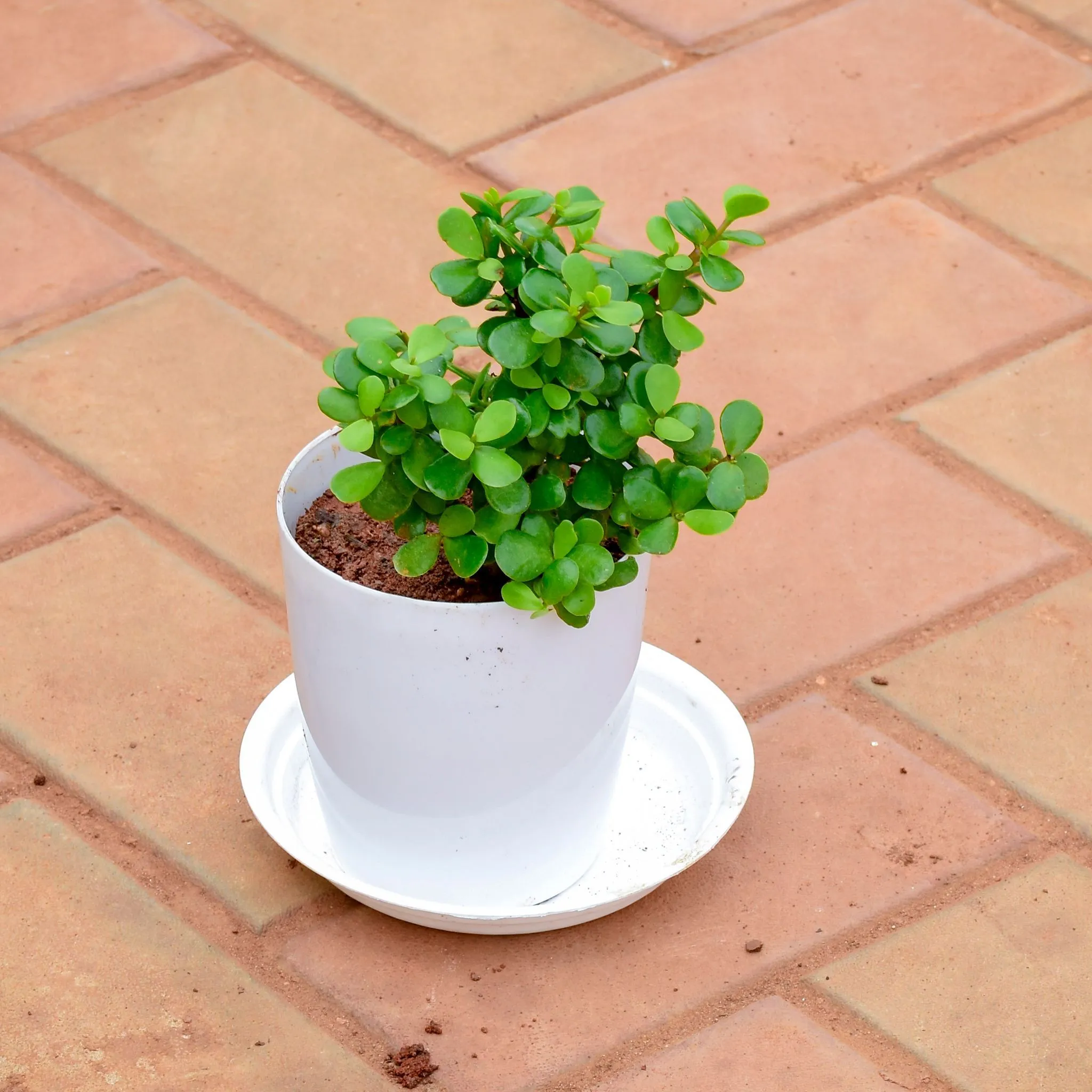 Gift Ready - Jade in 5 Inch White Premium Sphere Plastic Pot with Tray