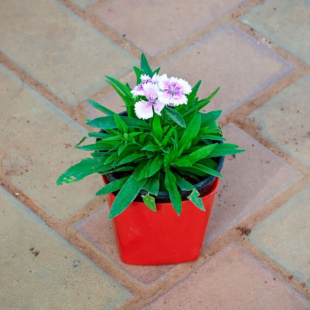 Buy Dianthus White in 4 Inch Premium Square Plastic Pot (any colour) Online | Urvann.com Gift Ready - Dianthus White in 4 Inch Premium Square Plastic Pot (any colour) With a Chic Bag